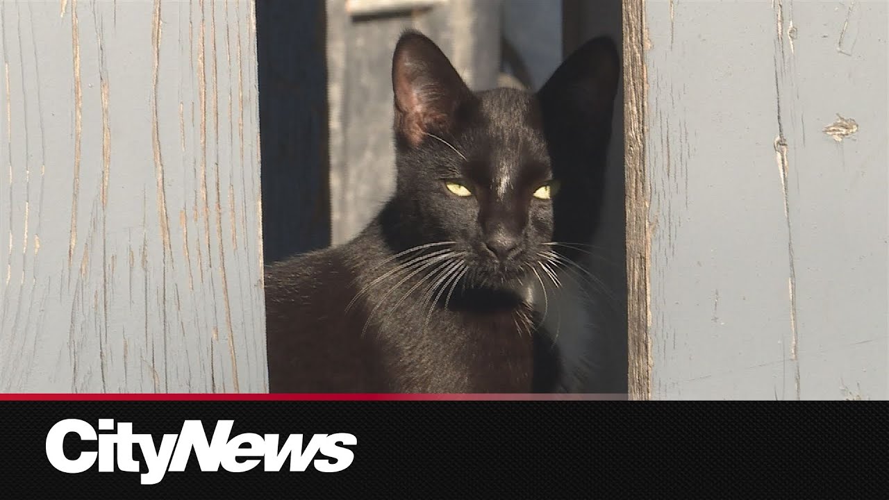 D2e with NLG – content – WESHH