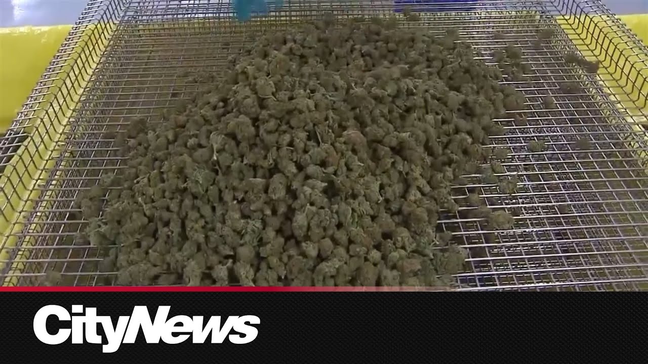 GOLDSTRUCK ROBBERY: Coffee shop is target of vandals and robbers – Vancouver rapper – content – WESHH