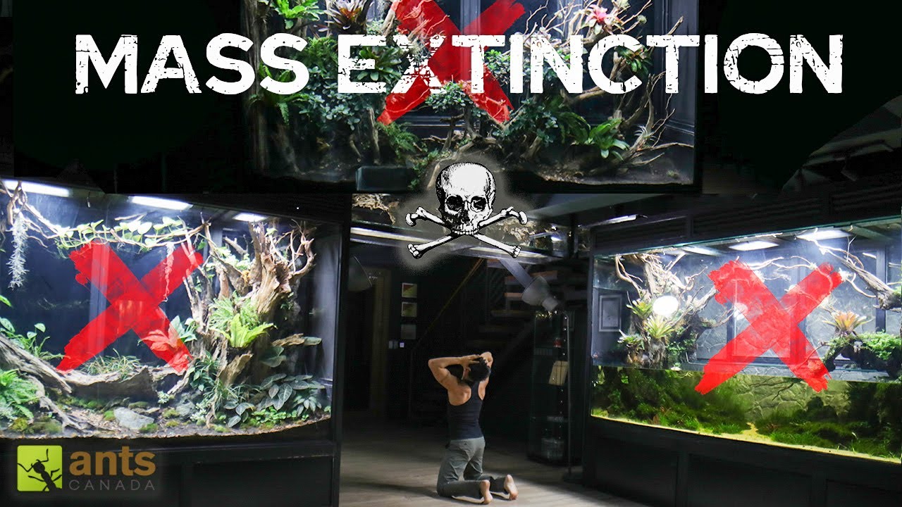 A Tragic Mass Extinction Has Happened in My Rainforest Vivariums – content – WESHH