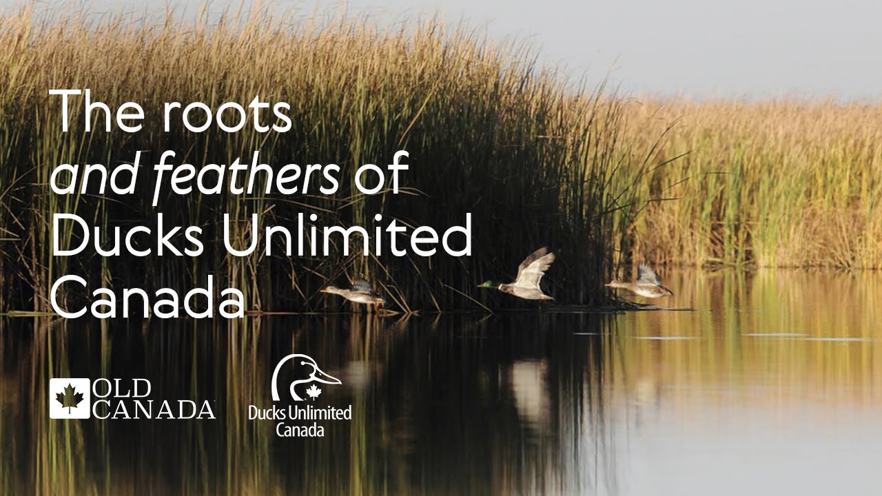 🚨 POLICE OFFICER HIT by Firework in Brampton?! Canada Day Celebration SPIRALS Out of Control – Toronto rapper – content – WESHH