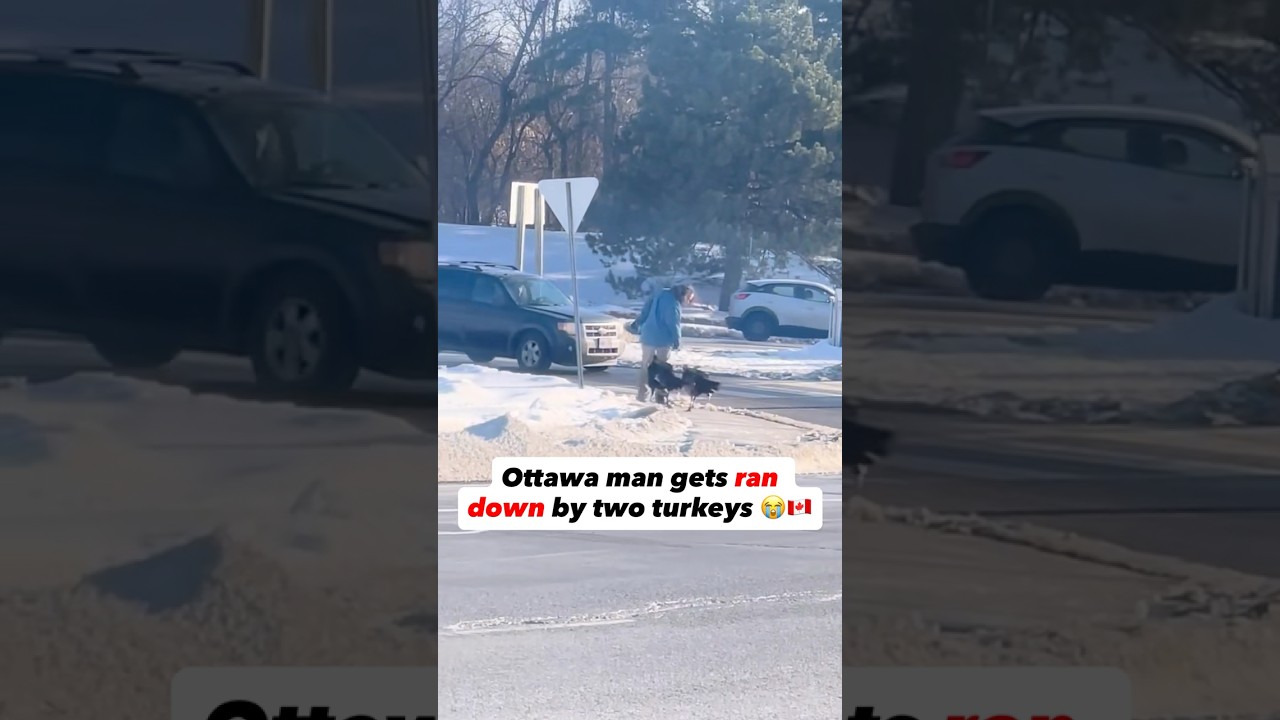 Ottawa Man gets ran down by Two Turkeys 😭🇨🇦