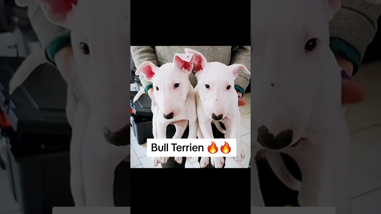 French Montana speaks on reuniting with Max B after he was released from prison #shorts – content – WESHH