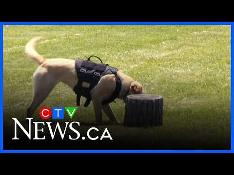 Dog trained to sniff out invasive species in Beeton – content – WESHH